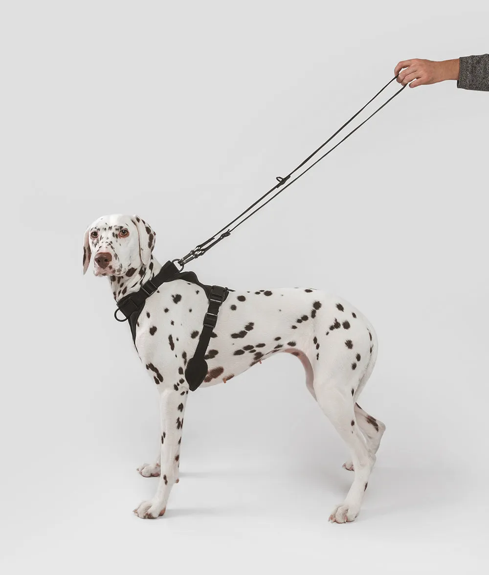 Correa Perro Negra, Gala